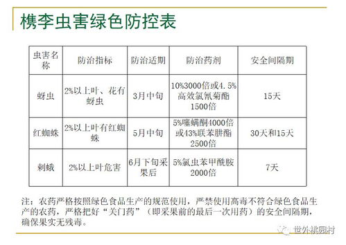 桐鄉(xiāng)槜李香滿園 農(nóng)技專家張杰深入桃園村開展品質(zhì)提升與技術(shù)推廣培訓(xùn)